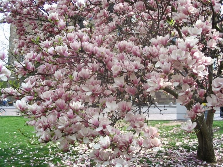 Blühende Magnolie auf dem Stuttgarter Schloßplatz