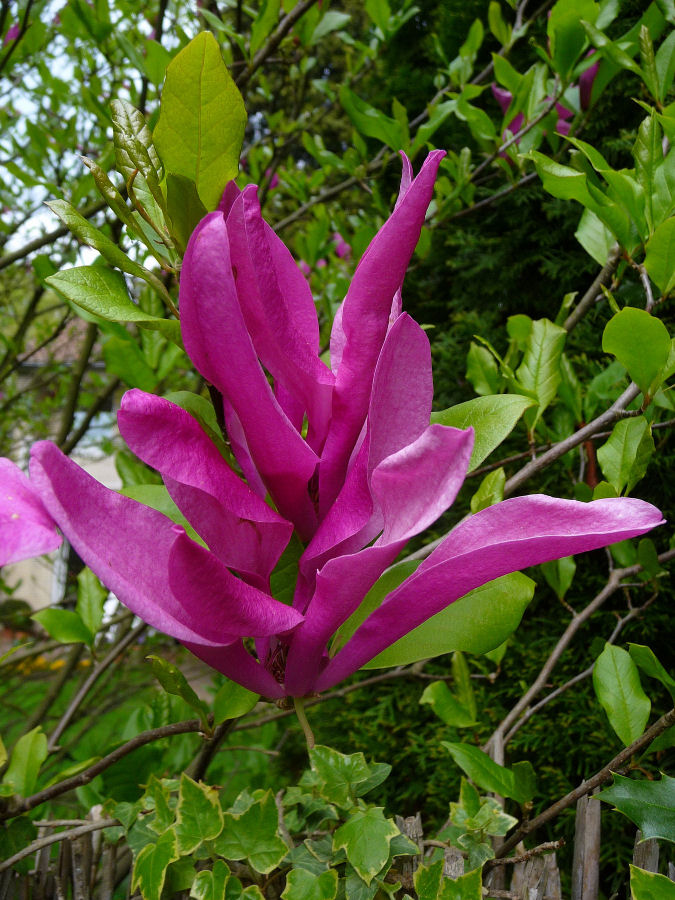 Blühende Magnolie