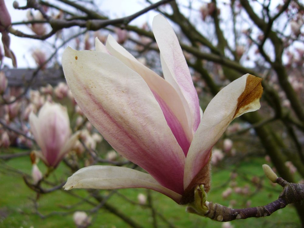 Blühende Magnolien