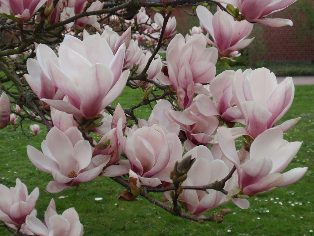 Blühende Magnolien