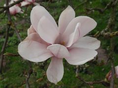 Blühende Magnolien