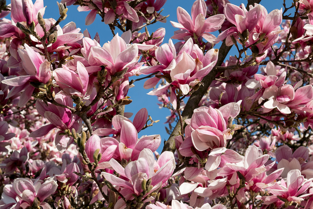 Blühende Magnolien