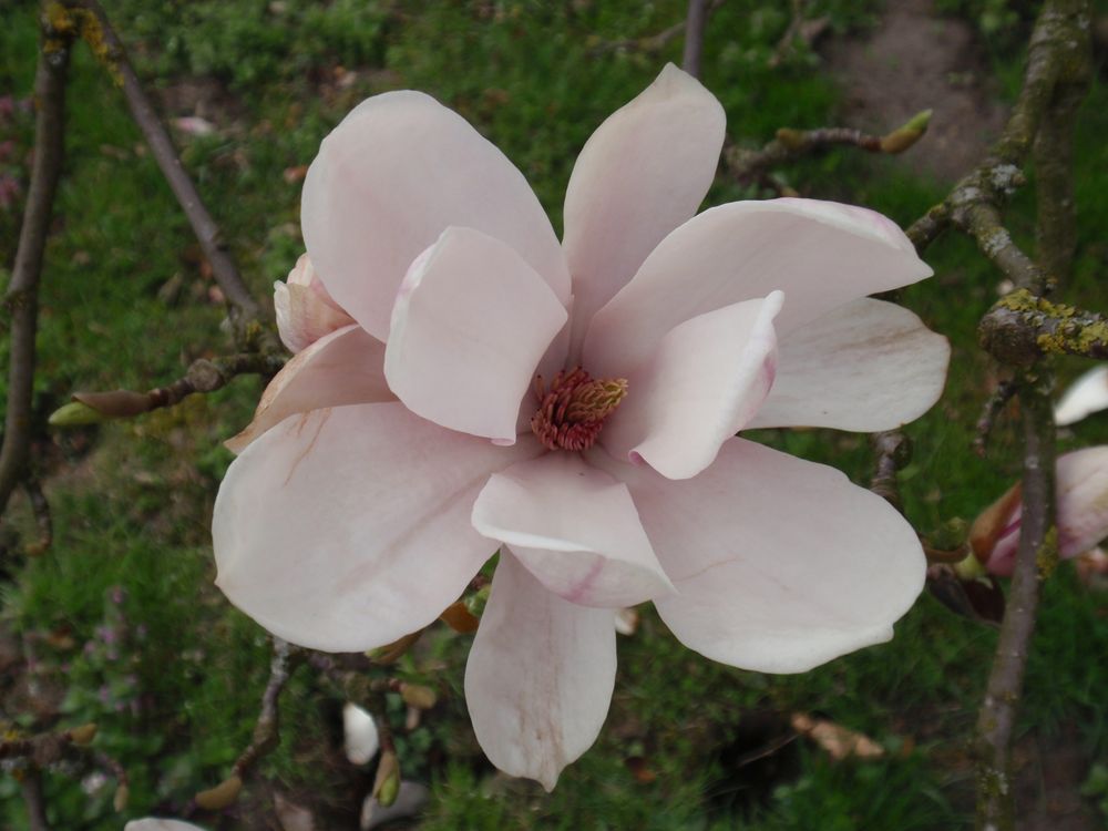 Blühende Magnolien