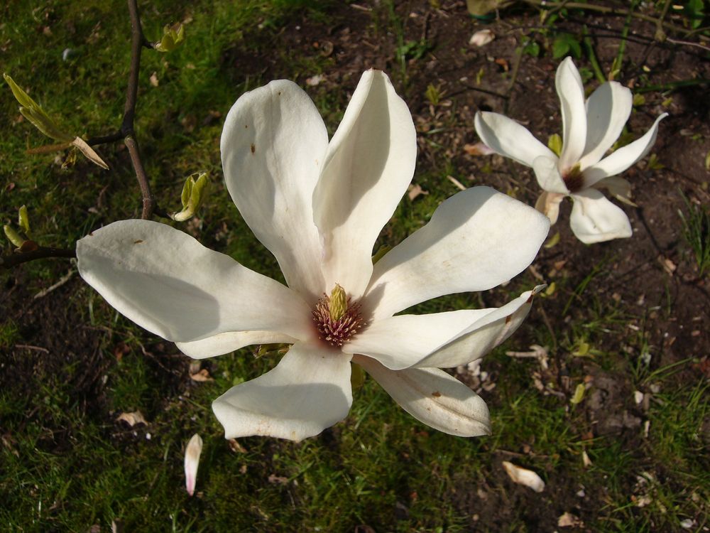 Blühende Magnolien