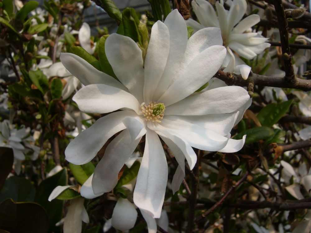 Blühende Magnolien