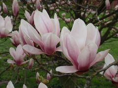 Blühende Magnolien