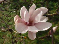 Blühende Magnolien