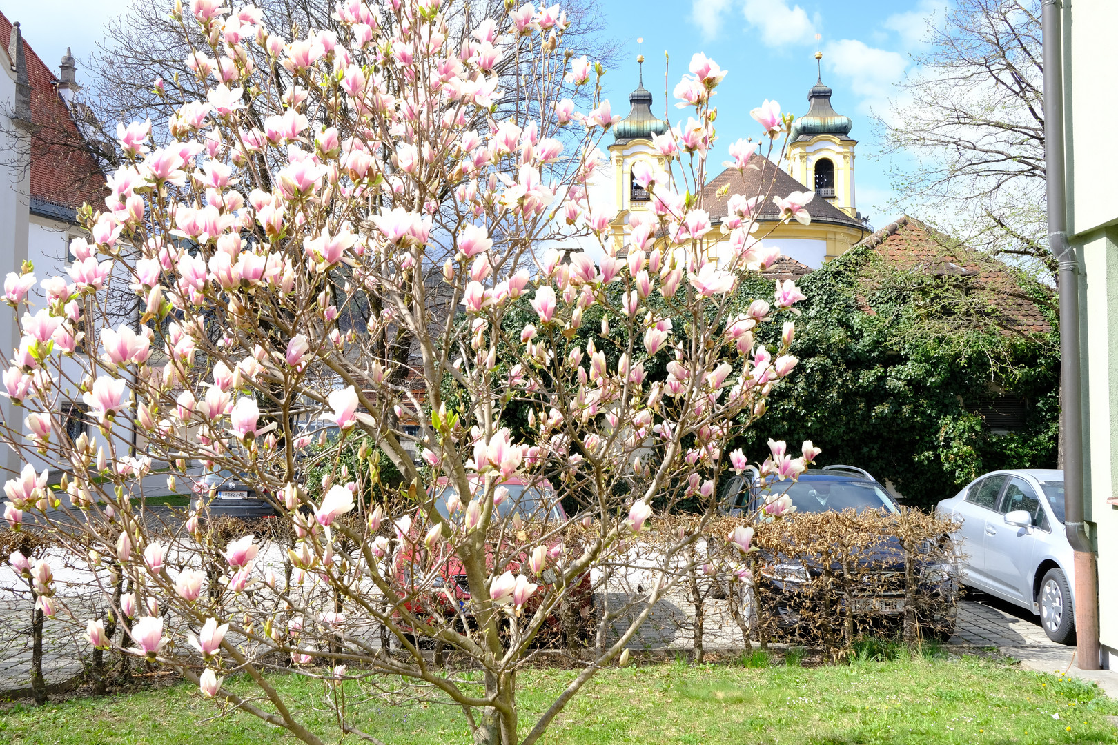 blühende Magnolien