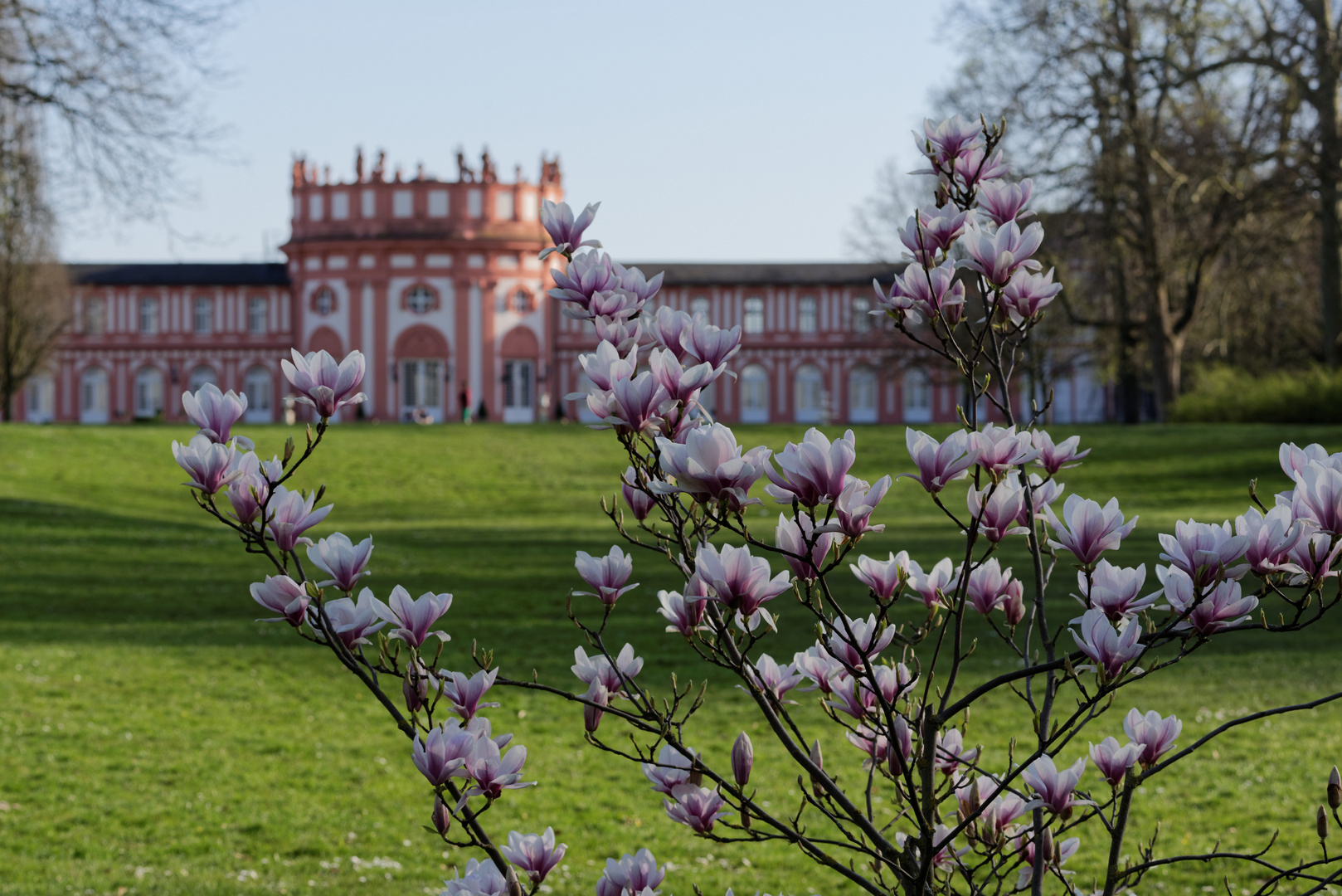 Blühende Magnolien im frühlingshaften Biebricher Schlosspark