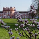 Blühende Magnolien im frühlingshaften Biebricher Schlosspark