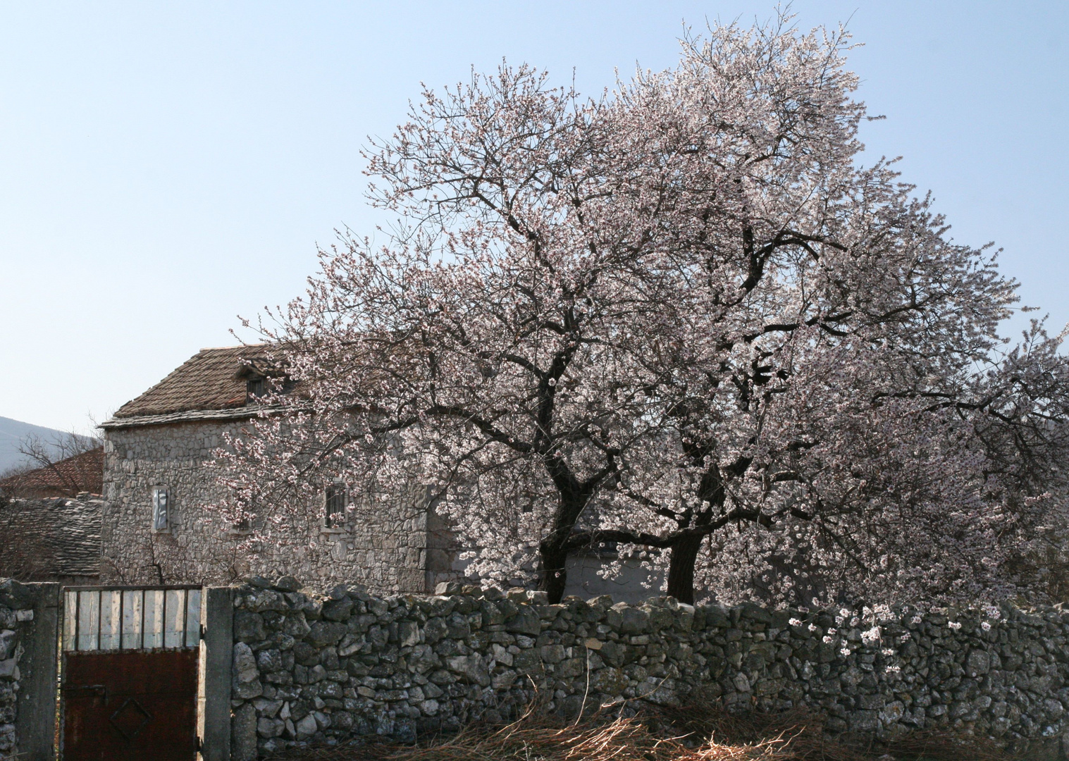 Blühende Mandelbäume im März