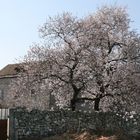 Blühende Mandelbäume im März