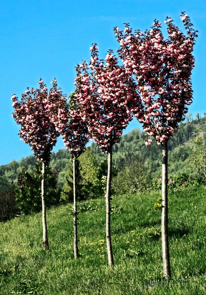 Blühende Mandelbäume in Reih und Glied (Rehazentrums in St. Radegund) Foto & Bild | pflanzen ...