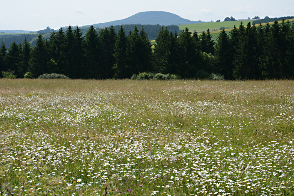 Blühende Margaritenwiese in der Eifel