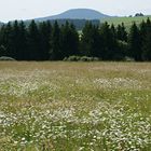 Blühende Margaritenwiese in der Eifel