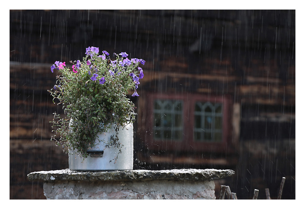 Blühende Milchkannen brauchen Regen