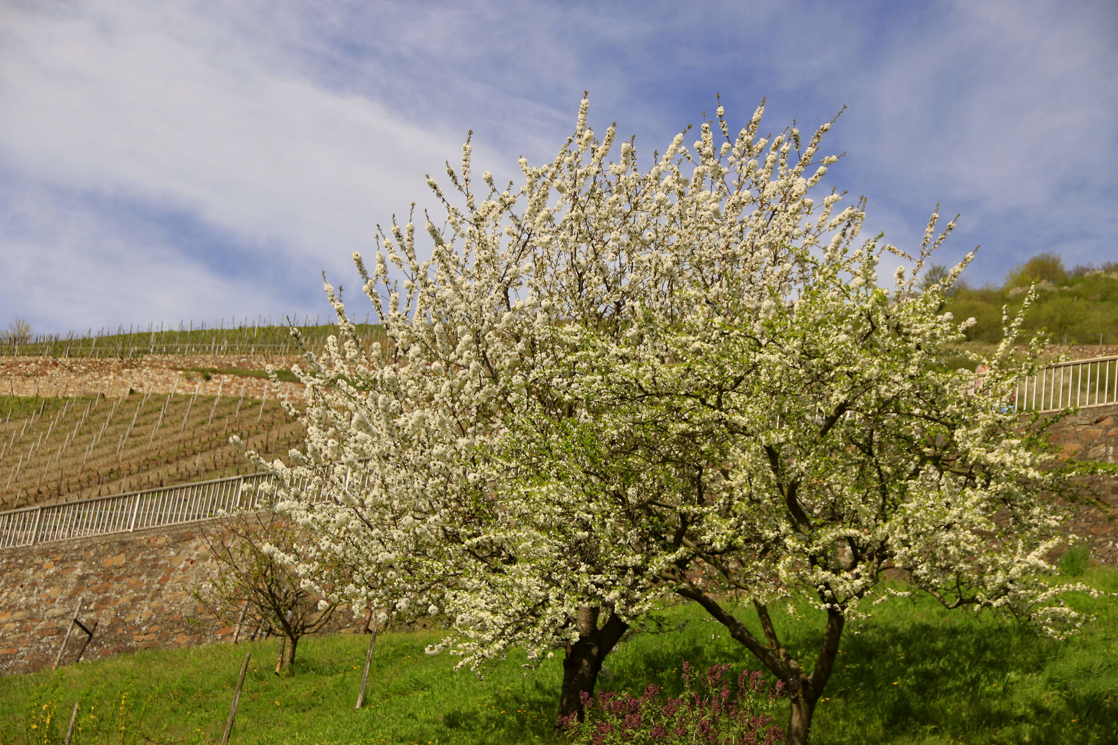 blühende Mirabelle und Zwetsche