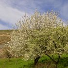 blühende Mirabelle und Zwetsche