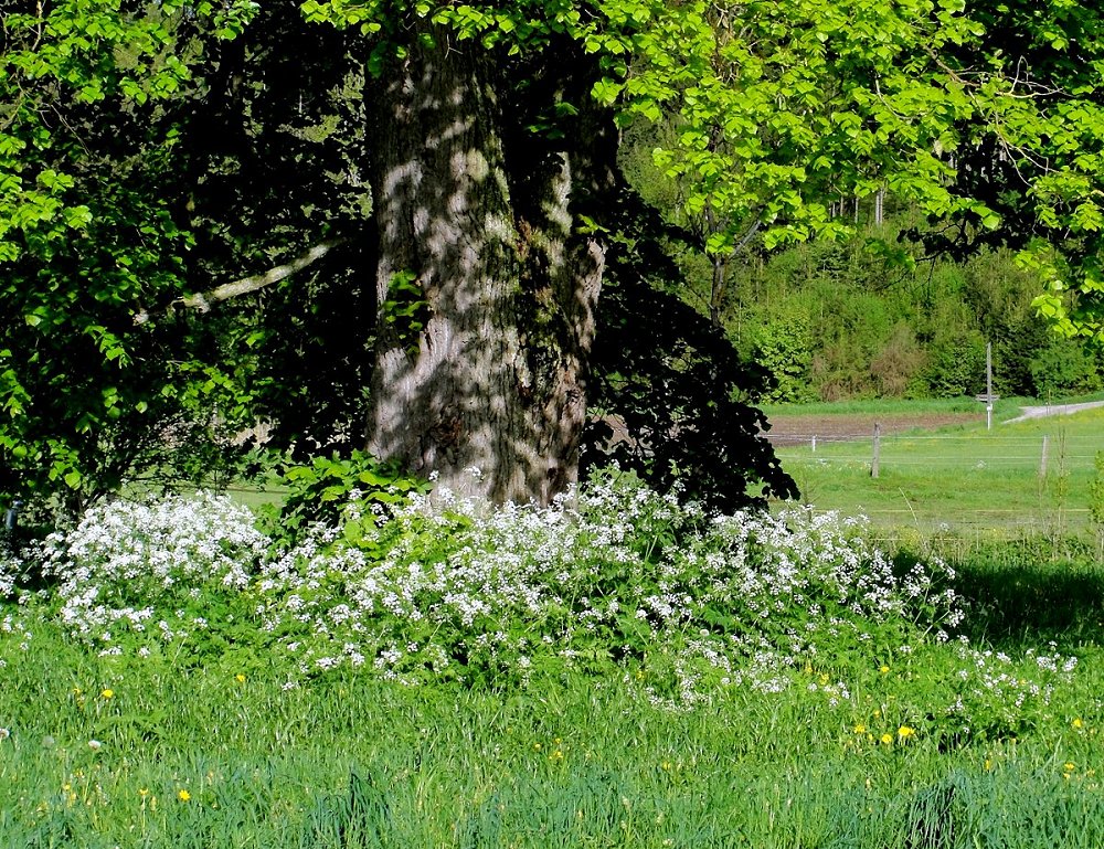 Blühende Momente ..