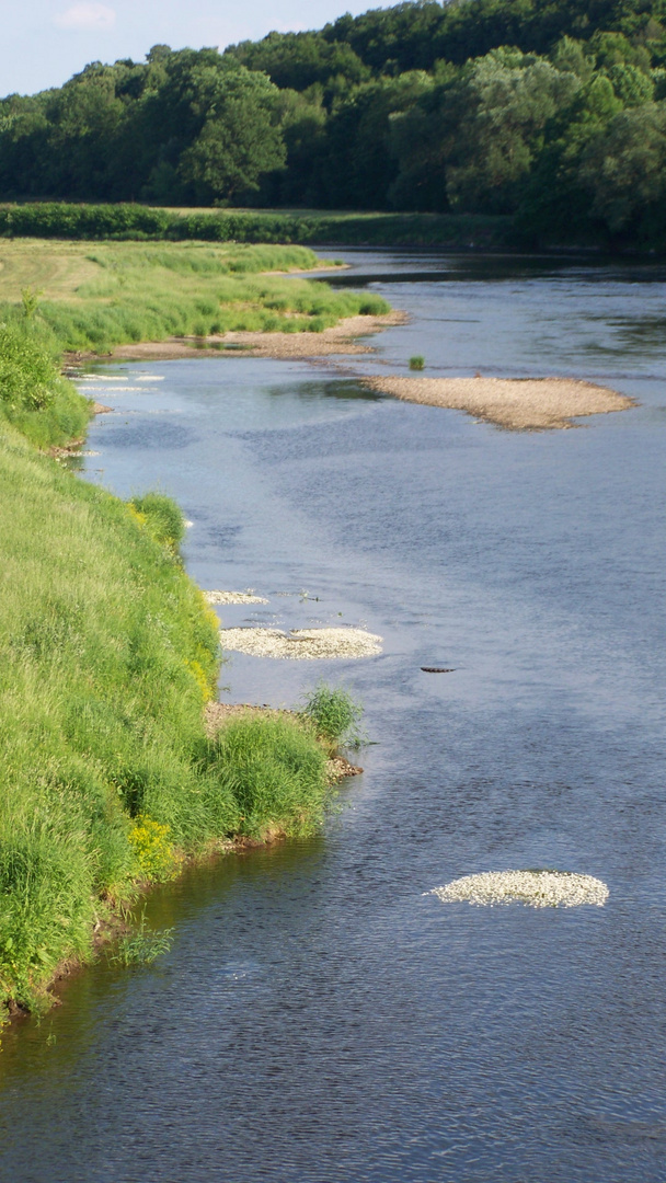 blühende Mulde (1) / la rivière "Mulde" fleurir