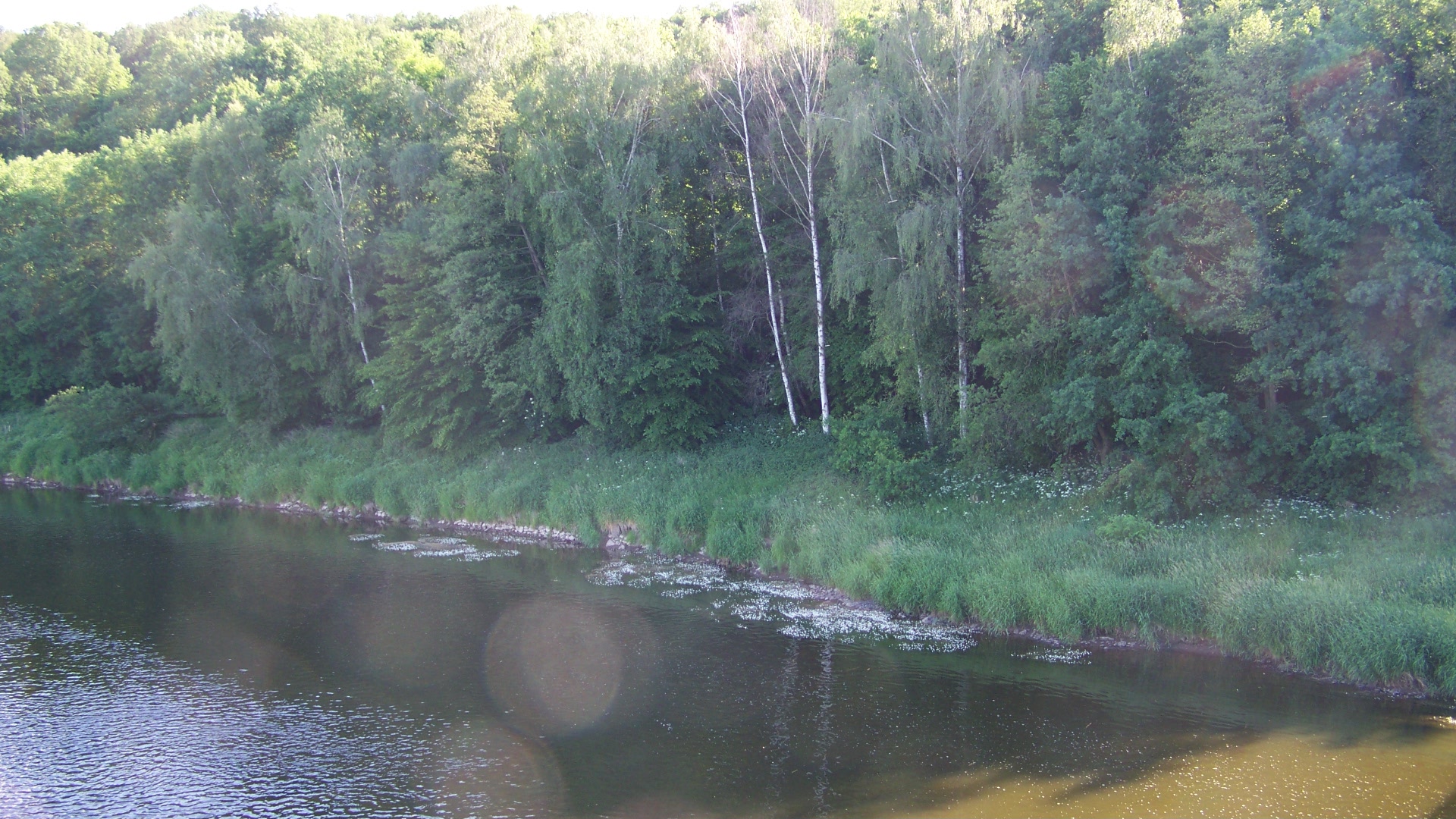 blühende Mulde / la rivière "Mulde" fleurir