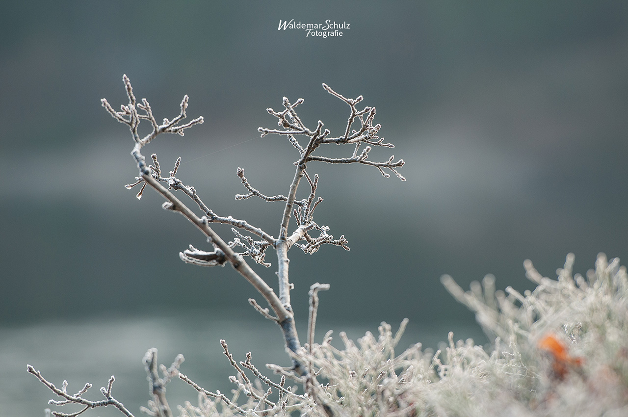 Blühende Natur im Frost