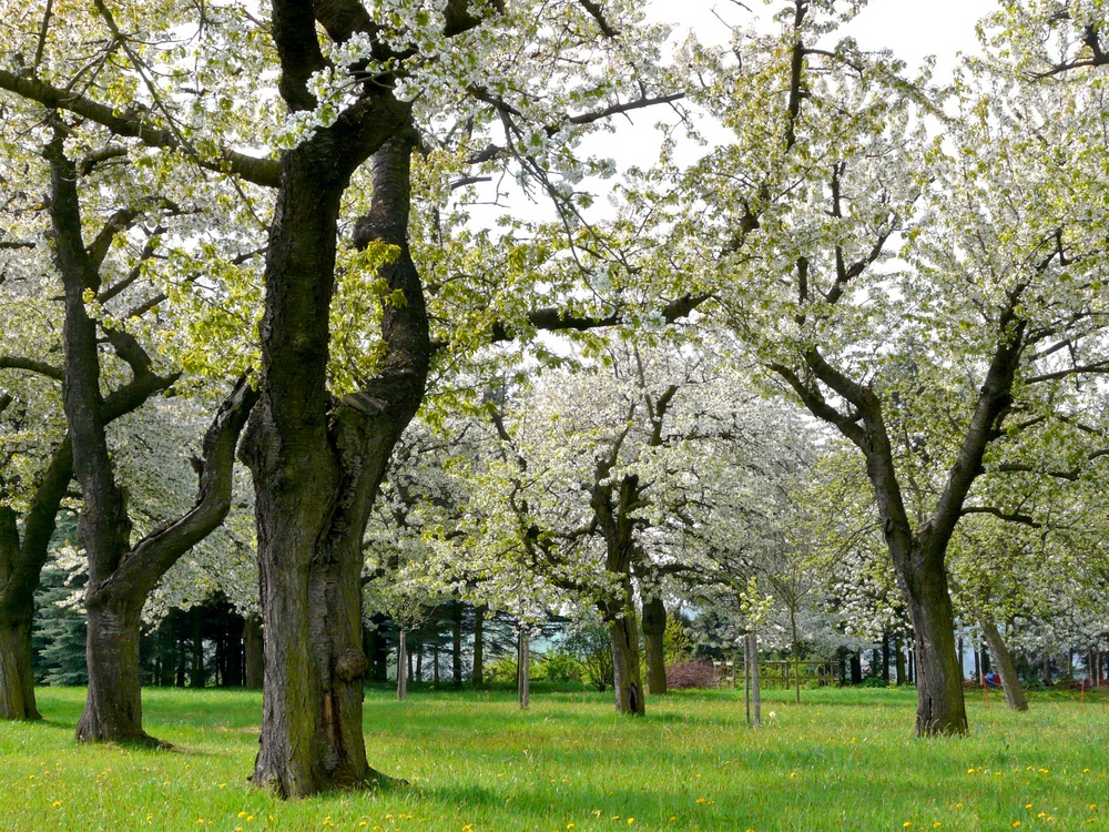 Blühende Obstbäume Foto & Bild pflanzen, pilze & flechten, bäume