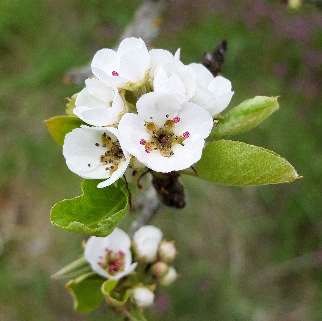 blühende Obstbäume