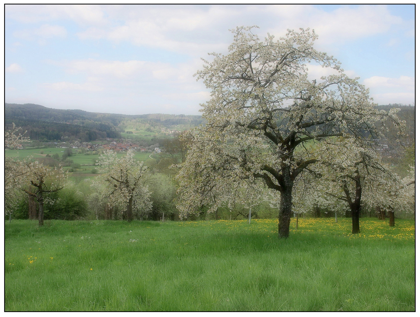 Blühende Obstbäume bei Pretzfeld