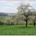 Blühende Obstbäume bei Pretzfeld