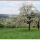 Blühende Obstbäume bei Pretzfeld