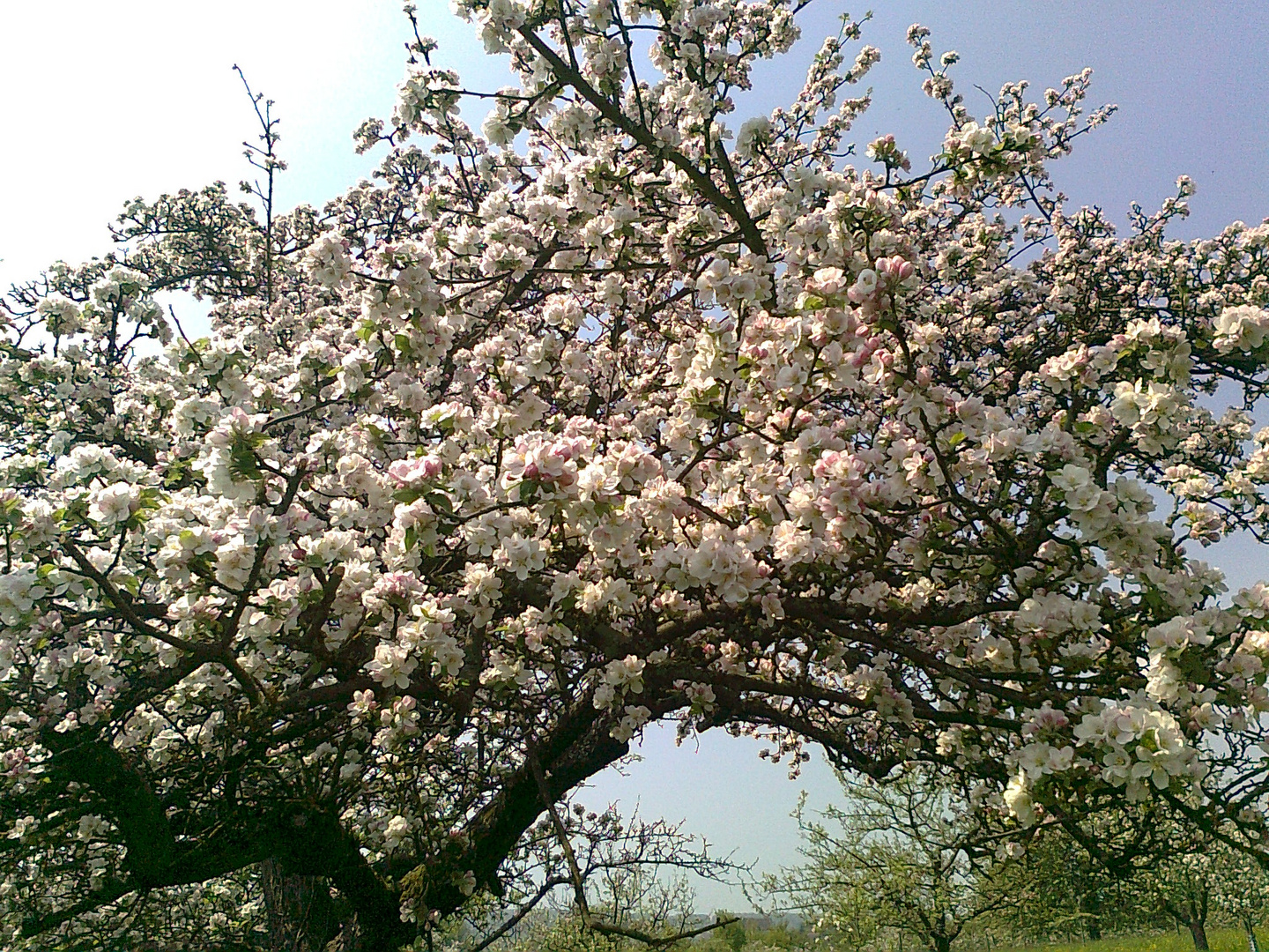 blühende Obstbäume