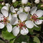 Blühende Obstbäume - ein wundervoller Anblick