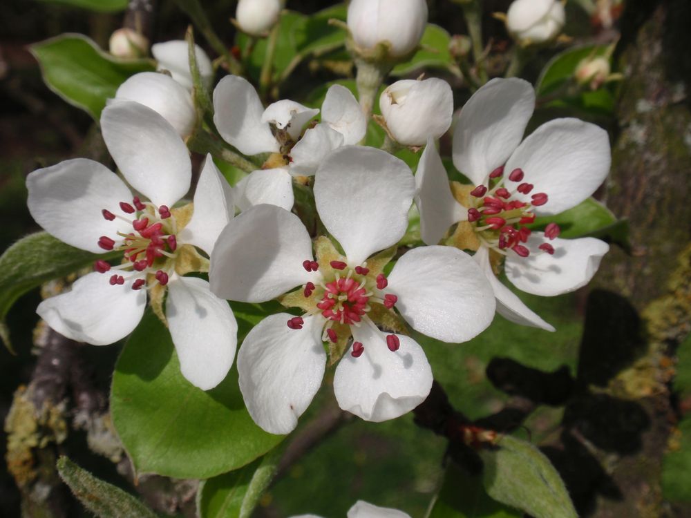 Blühende Obstbäume - ein wundervoller Anblick