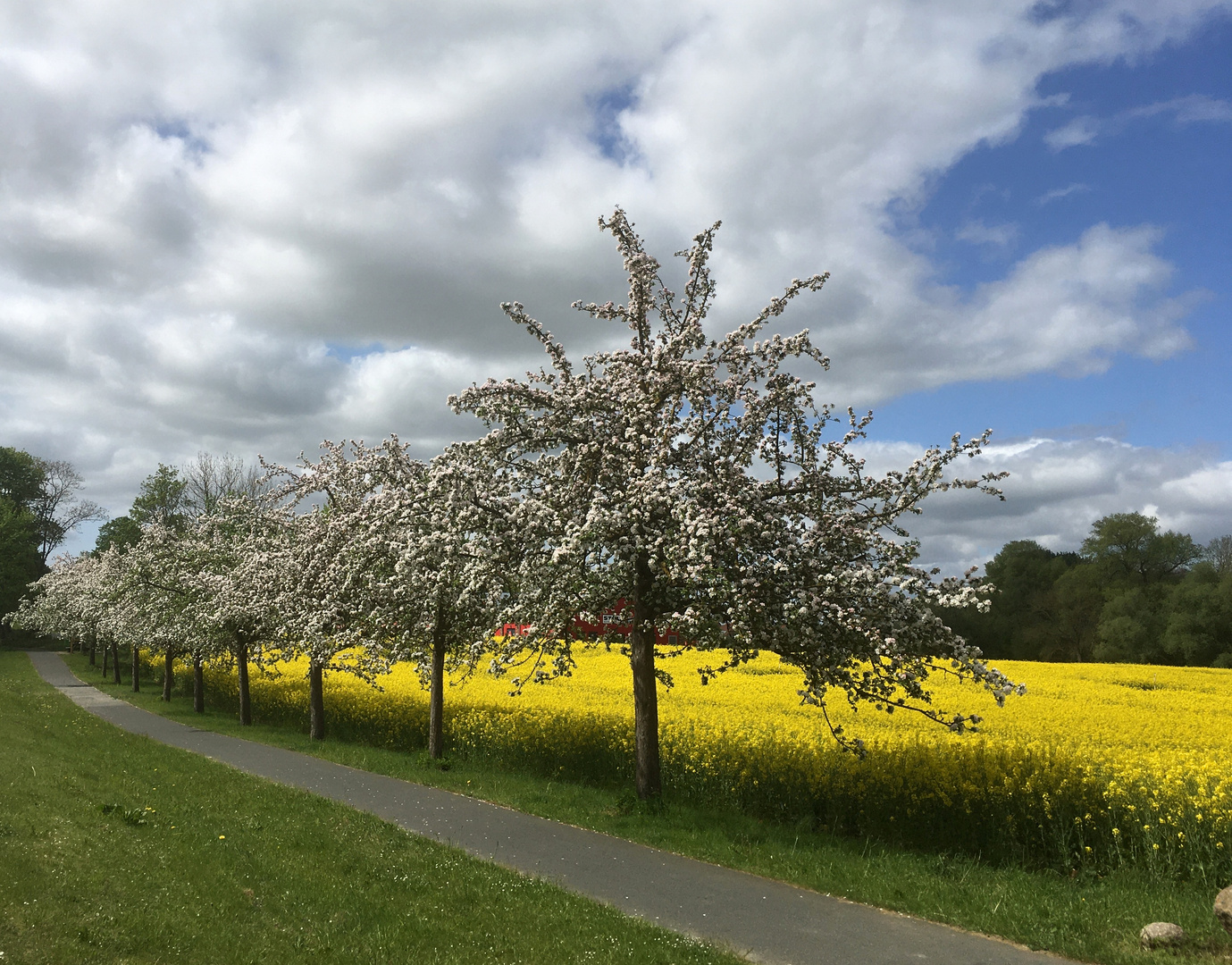 blühende Obstbäume vor dem Rapsfeld (2)