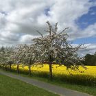 blühende Obstbäume vor dem Rapsfeld (2)