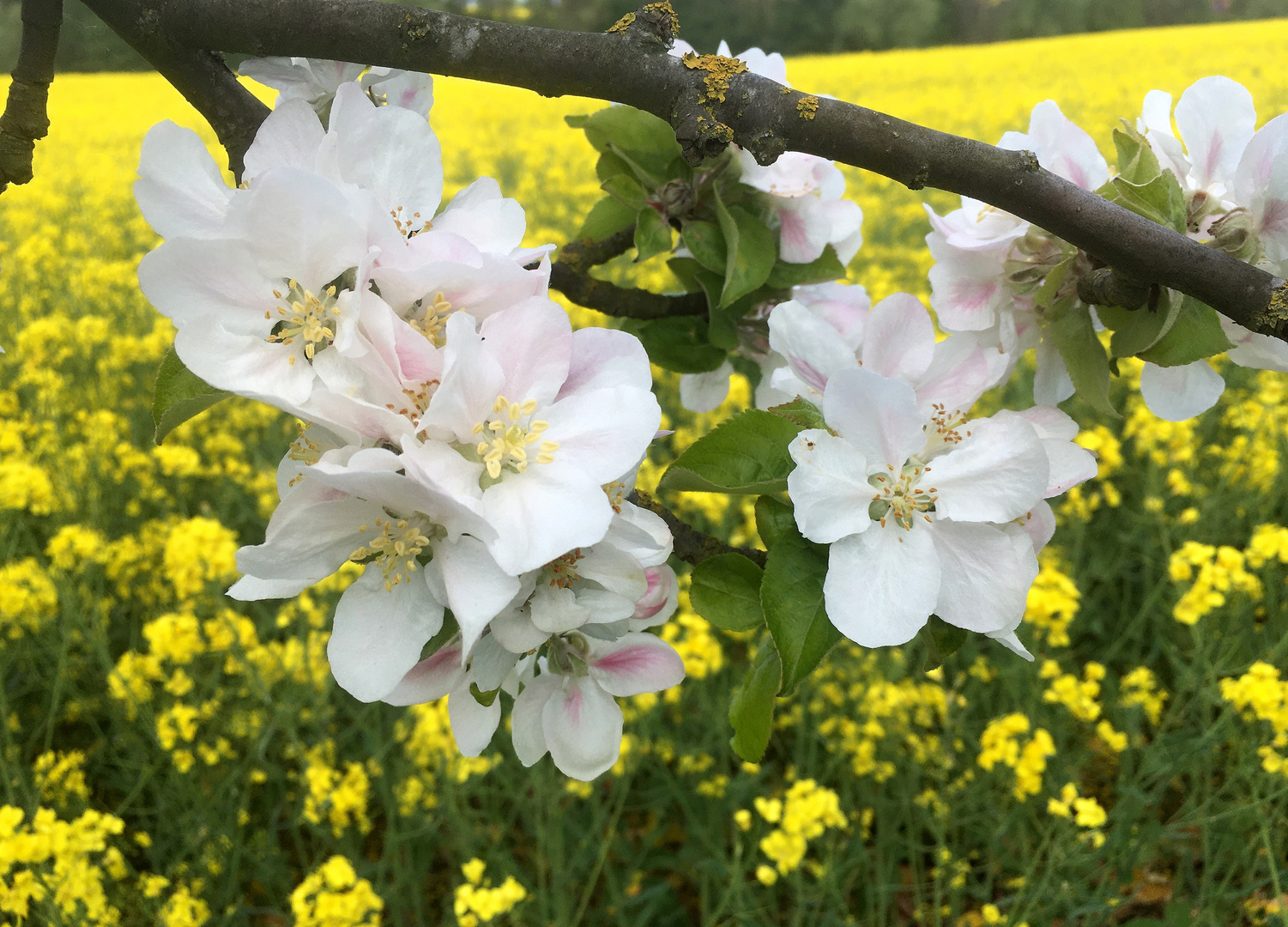 blühende Obstbäume vor dem Rapsfeld