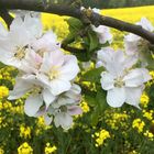 blühende Obstbäume vor dem Rapsfeld