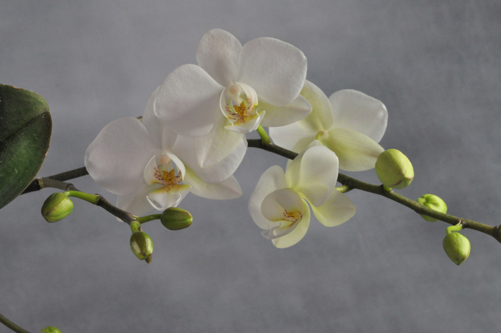 Blühende Orchidee