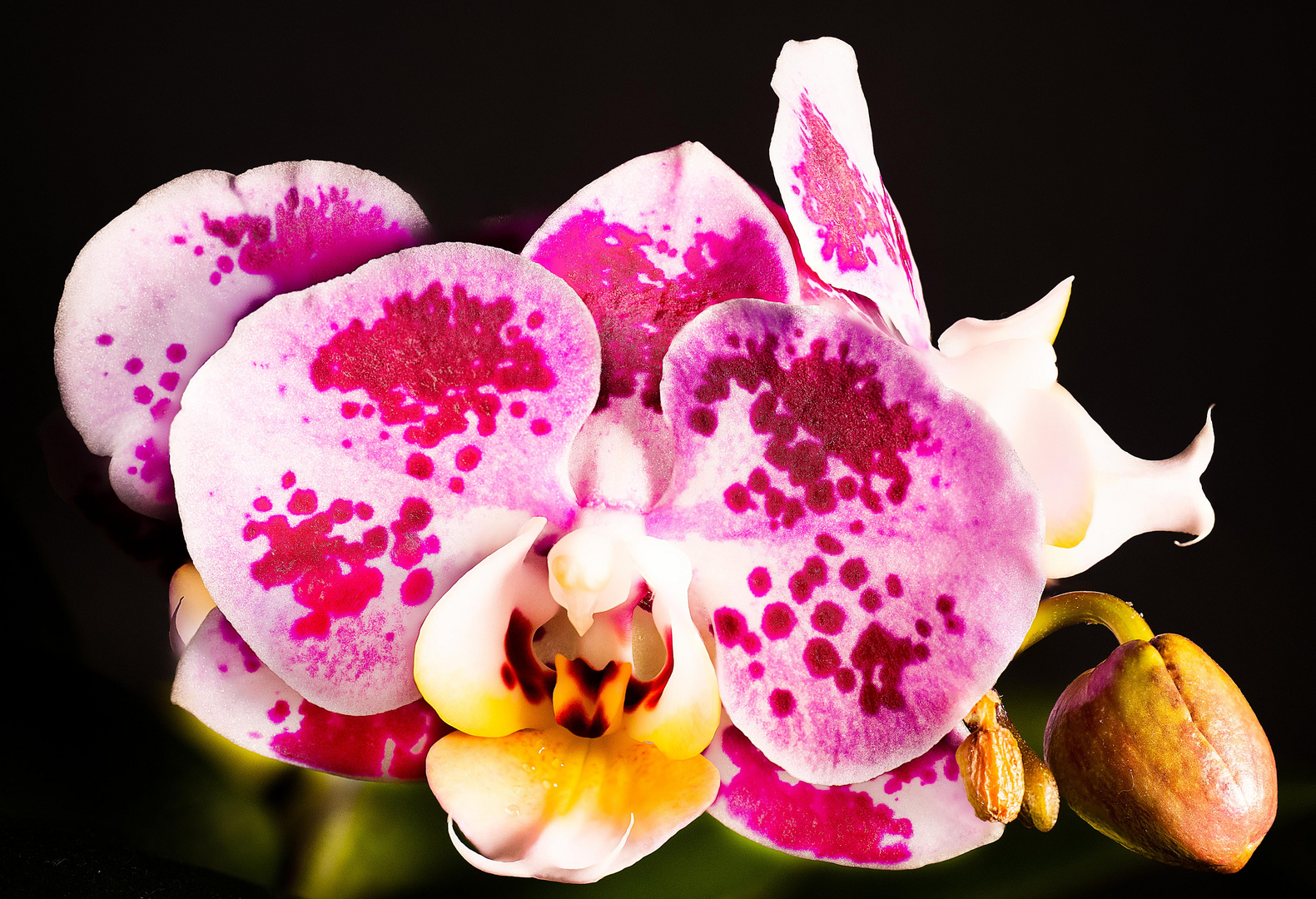 Blühende Orchidee