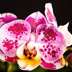 Blühende Orchidee