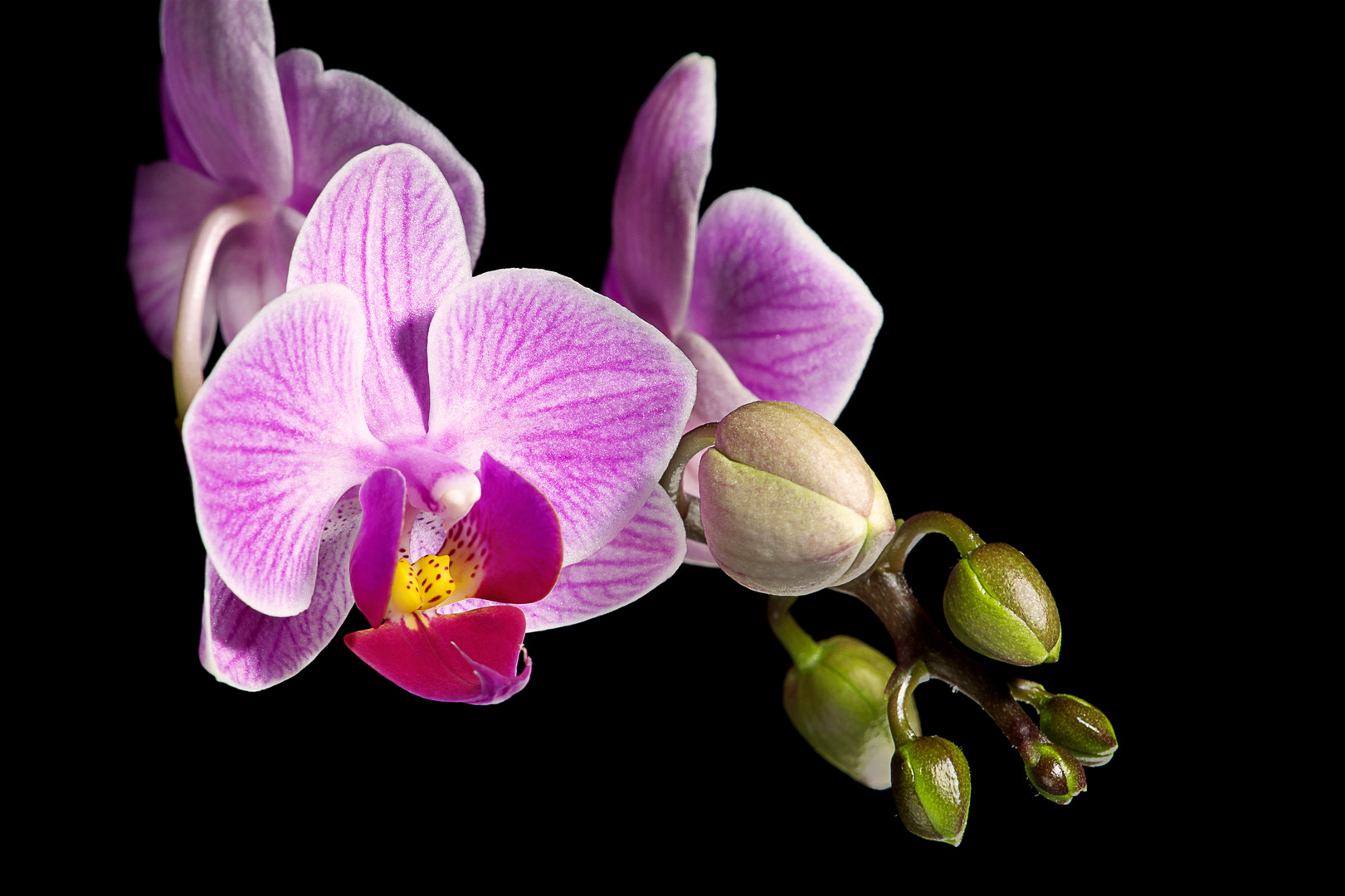 Blühende Orchidee