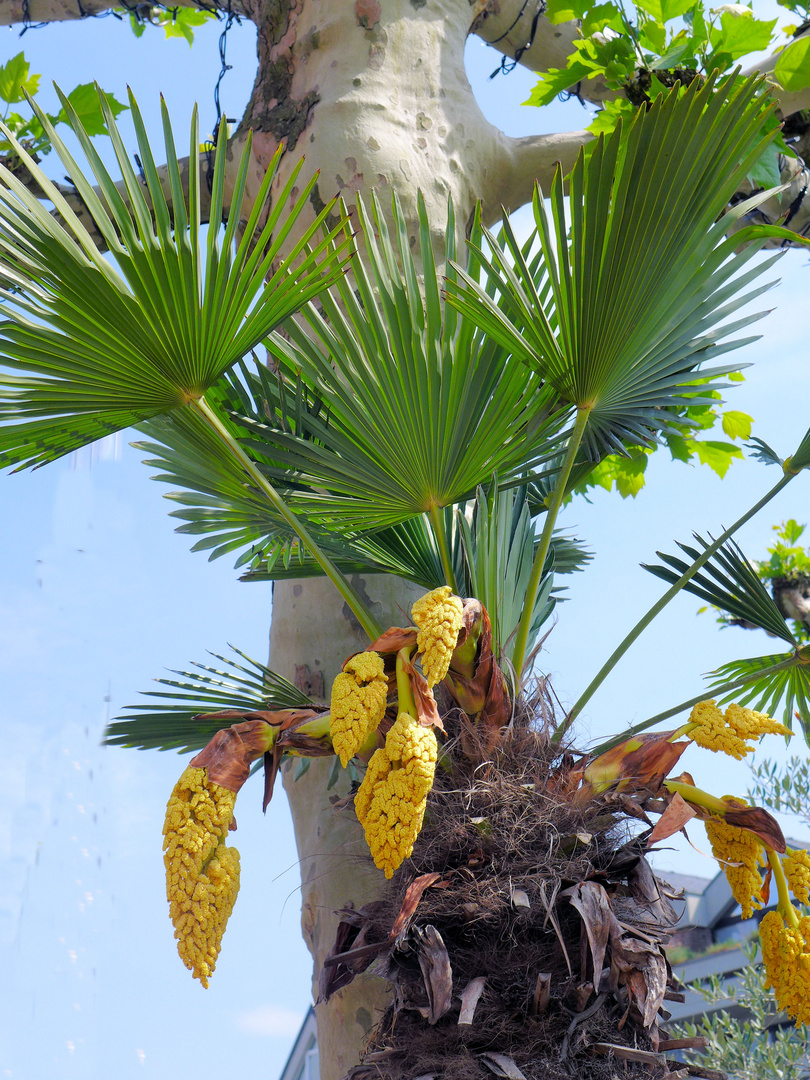 Blühende Palme.