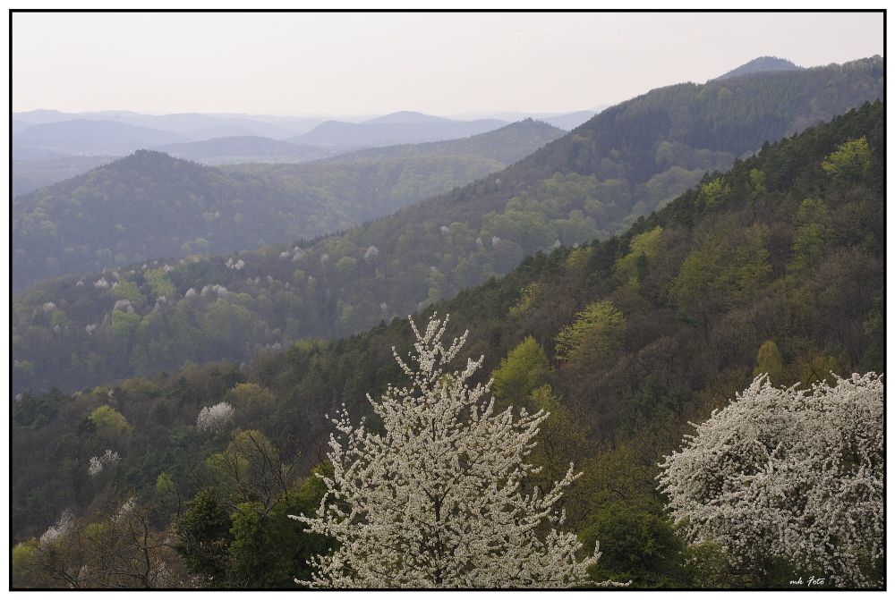 Blühende Pfalz