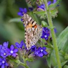 Blühende Pflanze mit Besuch