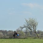 Blühende Pflaumenbäumchen zu Ostern