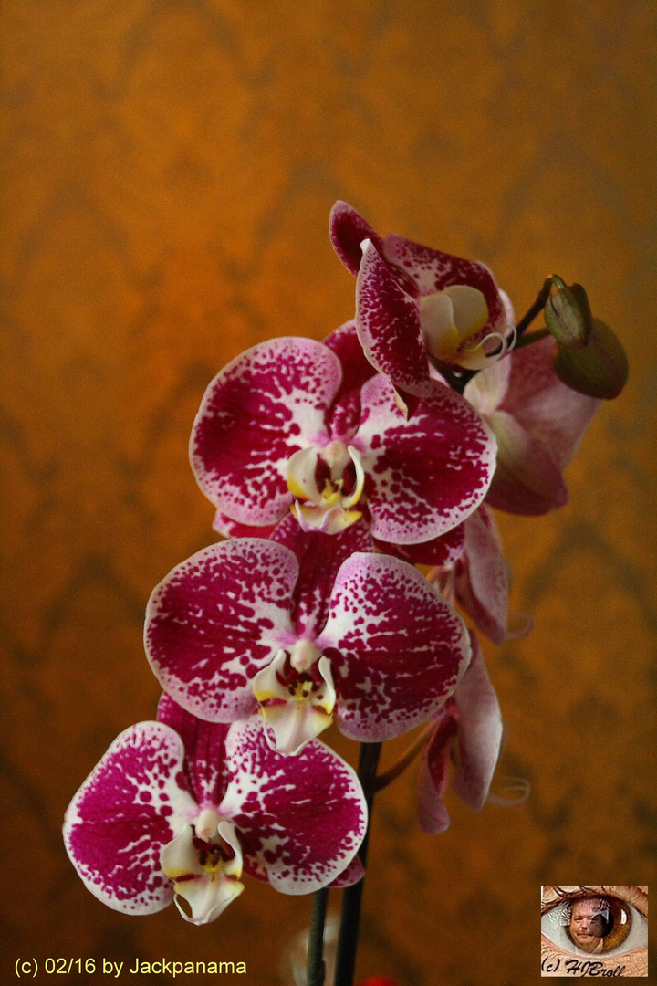 Blühende Phalaenopsis