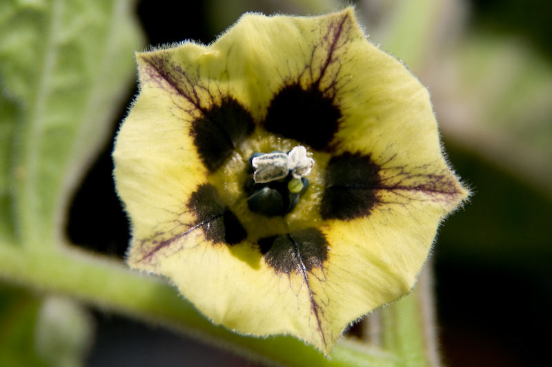 Blühende Physalis