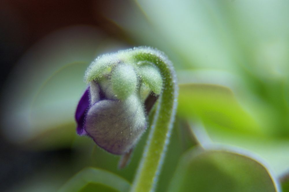 Blühende Pinguicula cyclosecta