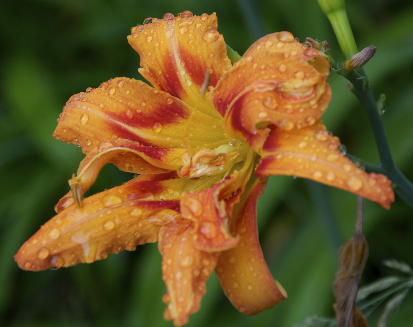 blühende Pracht im Regen